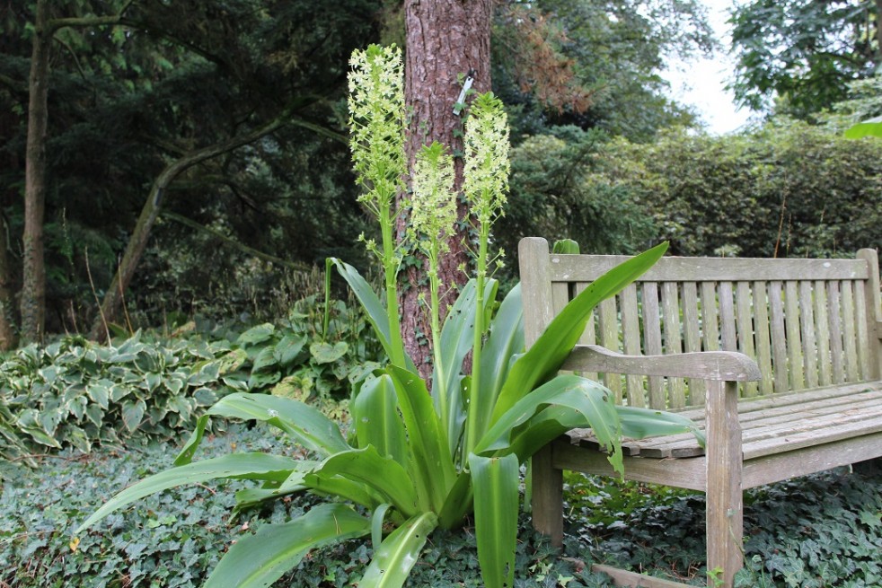 Eucomis pole-evansii (Boland F - Jardins-du-monde.be) Eucomis pole-evansii (Boland F - Jardins-du-monde.be)