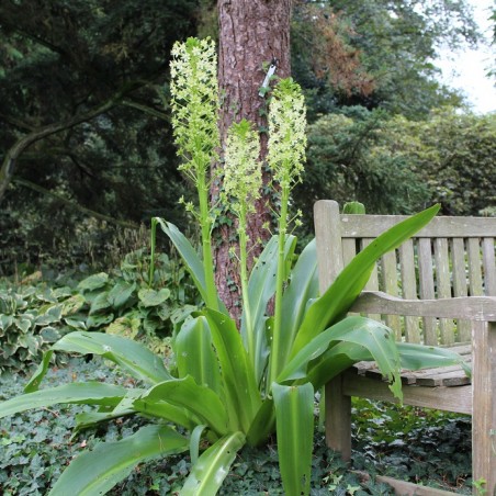 Eucomis pole-evansii (Boland F - Jardins-du-monde.be)