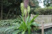 Eucomis pole-evansii (Boland F - Jardins-du-monde.be)