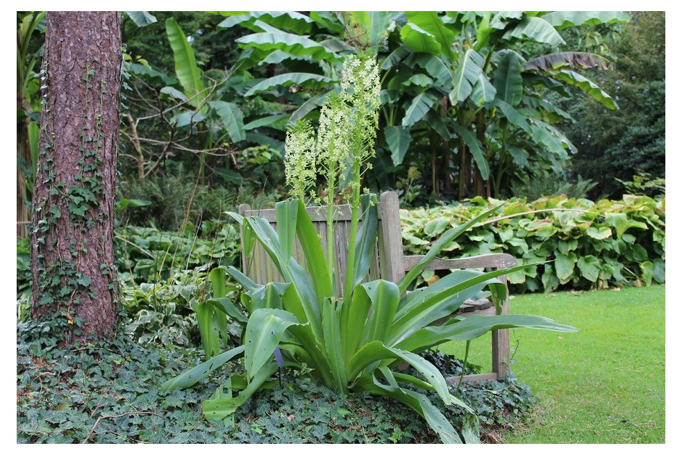 Eucomis pole-evansii (Boland F - Jardins-du-monde.be) Eucomis pole-evansii (Boland F - Jardins-du-monde.be)