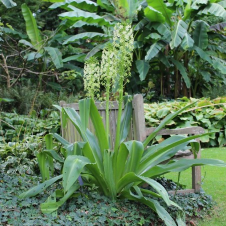 Eucomis pole-evansii (Boland F - Jardins-du-monde.be)