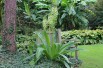 Eucomis pole-evansii (Boland F - Jardins-du-monde.be)