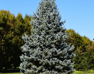 Picea pungens Glauca ( jardins-du-monde.be)