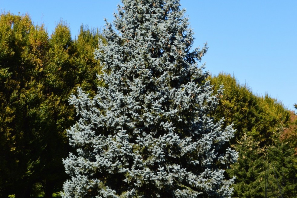 Picea pungens Glauca ( jardins-du-monde.be)
