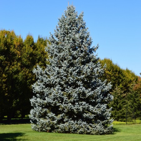 Picea pungens Glauca ( jardins-du-monde.be)