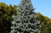 Picea pungens Glauca ( jardins-du-monde.be)