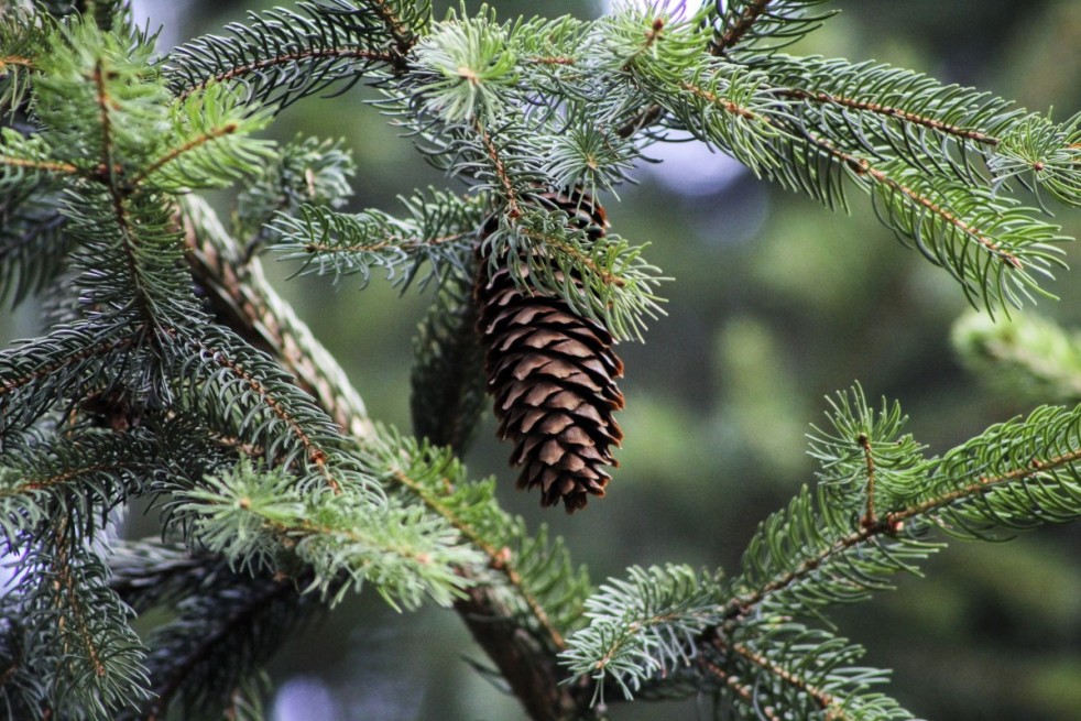 Picea pungens Glauca ( jardins-du-monde.be)