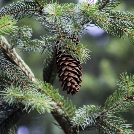 Picea pungens Glauca ( jardins-du-monde.be)