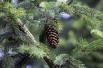 Picea pungens Glauca ( jardins-du-monde.be)