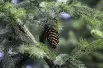 Picea pungens Glauca ( jardins-du-monde.be)