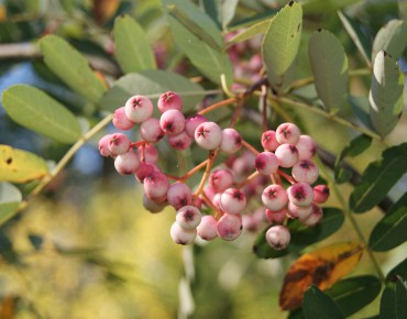 Sorbier Hubei