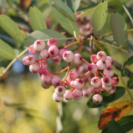 Chinese lijsterbes - Sorbus Hupehensis