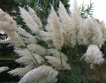 Cortaderia Selloana white (Boland F; Jardins du Monde.be)