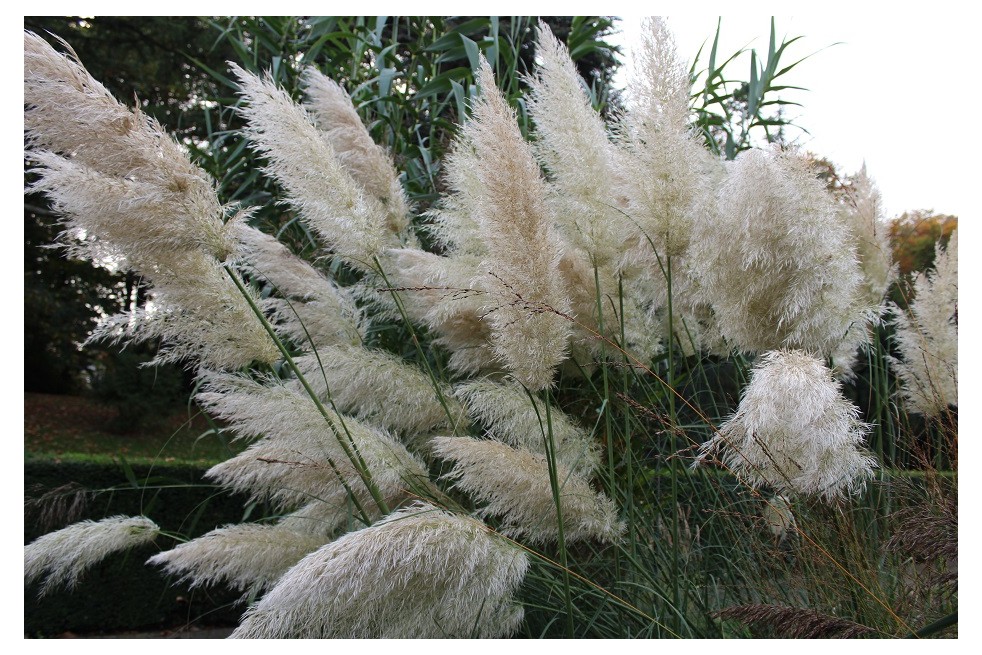 Herbe de la pampa - Cortaderia Selloana white