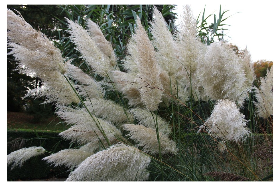Cortaderia Selloana white (Boland F; Jardins du Monde.be)