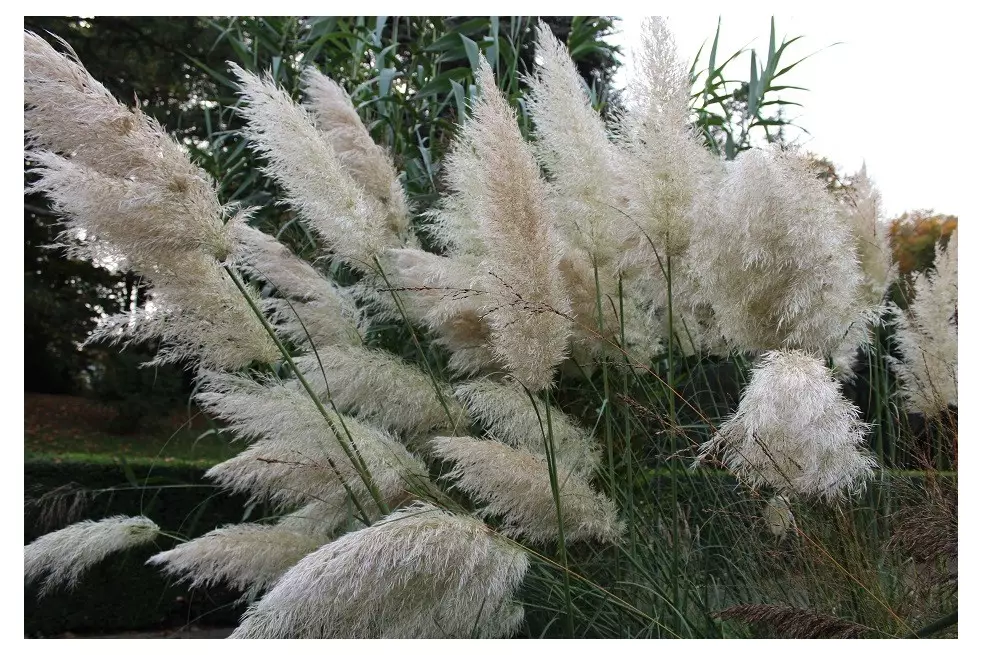 Cortaderia Selloana white (Boland F; Jardins du Monde.be)