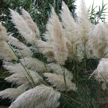 Cortaderia Selloana white (Boland F; Jardins du Monde.be)
