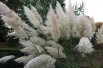Cortaderia Selloana white (Boland F; Jardins du Monde.be)