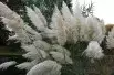 Cortaderia Selloana white (Boland F; Jardins du Monde.be)