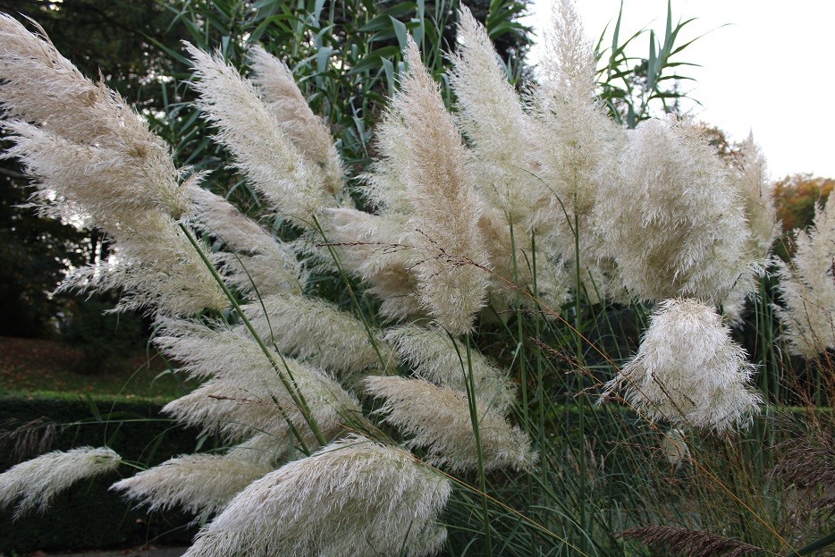 Herbe de la pampa