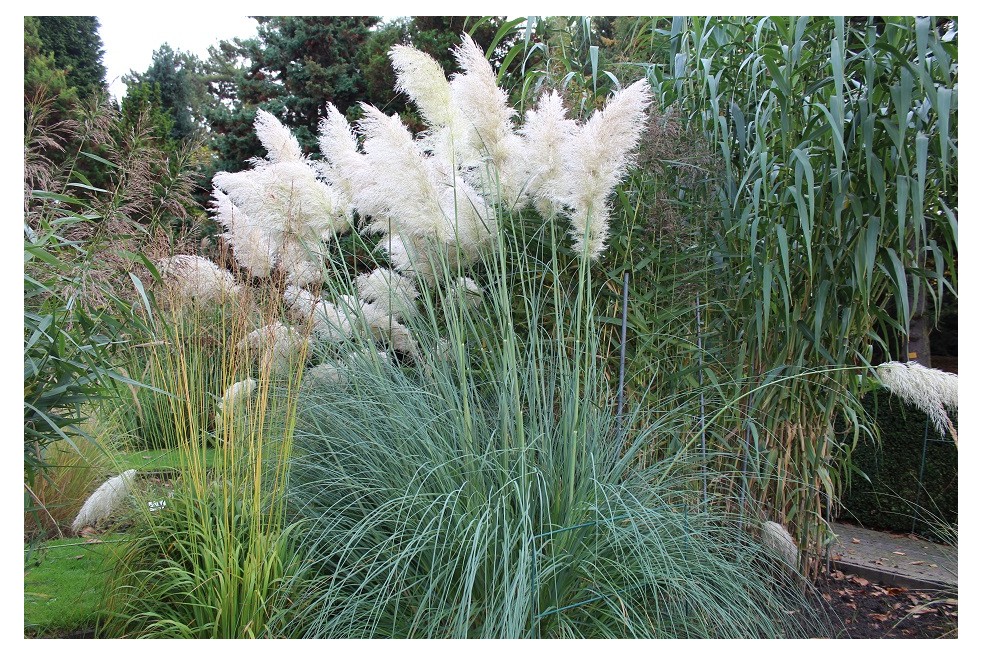 Cortaderia Selloana white (Boland F; Jardins du Monde.be)
