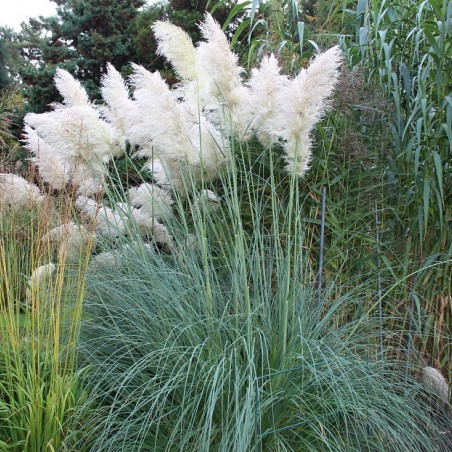 Cortaderia Selloana white (Boland F; Jardins du Monde.be)