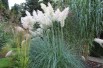 Cortaderia Selloana white (Boland F; Jardins du Monde.be)
