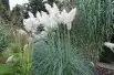 Cortaderia Selloana white (Boland F; Jardins du Monde.be)