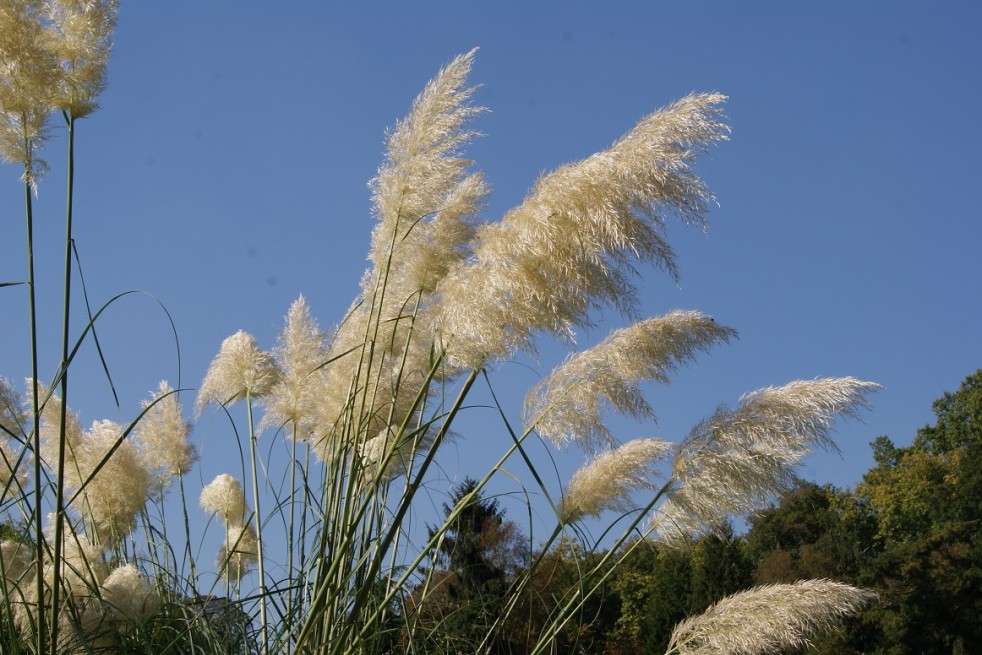 Cortaderia Selloana white (Boland F; Jardins du Monde.be)