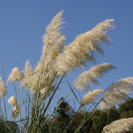 Cortaderia Selloana white (Boland F; Jardins du Monde.be)