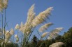 Cortaderia Selloana white (Boland F; Jardins du Monde.be)