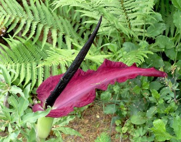 Dracunculus vulgaris (Orchi, CC BY-SA 3.0, via Wikimedia Commons)