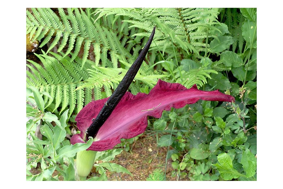 Dracunculus vulgaris (Orchi, CC BY-SA 3.0, via Wikimedia Commons)