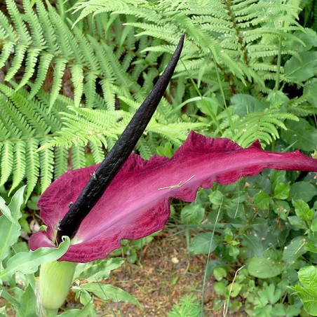 Dracunculus vulgaris (Orchi, CC BY-SA 3.0, via Wikimedia Commons)