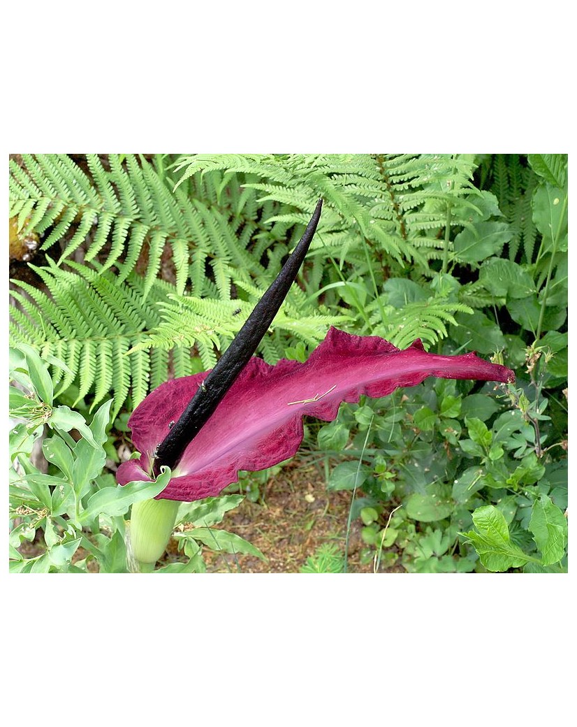 Gemeine Drachenwurz Schlangenwurz Dracunculus vulgaris