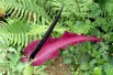 Dracunculus vulgaris (Orchi, CC BY-SA 3.0, via Wikimedia Commons)