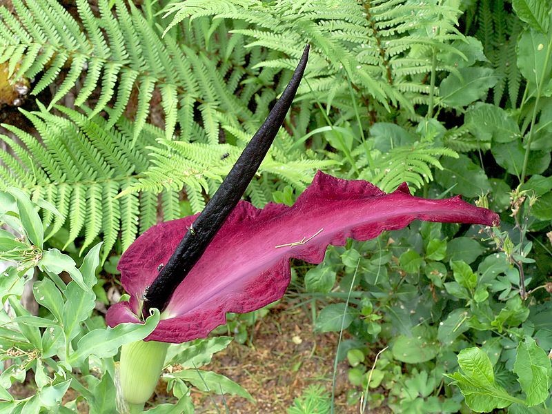 Gemeine Drachenwurz