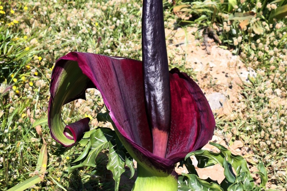 Gemeine Drachenwurz Schlangenwurz Dracunculus vulgaris