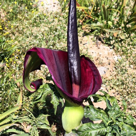 Dracunculus vulgaris
