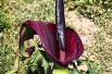Dracunculus vulgaris