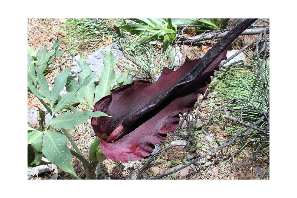Dracunculus vulgaris (Peter A. Mansfeld, CC BY 3.0 via Wikimedia Commons)