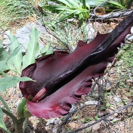Dracunculus vulgaris (Peter A. Mansfeld, CC BY 3.0 via Wikimedia Commons)