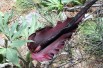 Dracunculus vulgaris (Peter A. Mansfeld, CC BY 3.0 via Wikimedia Commons)