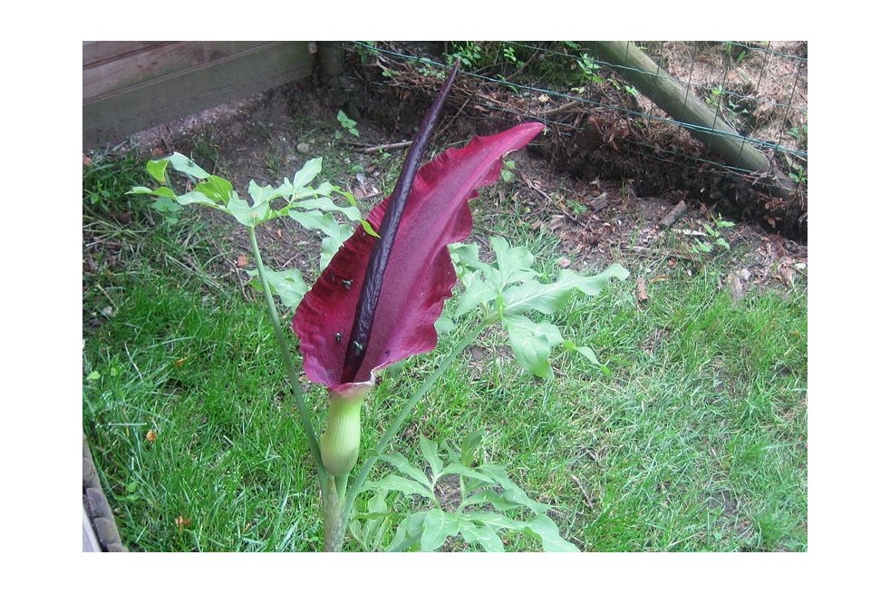 Dracunculus vulgaris (P.Pickaert, CC BY-SA 3.0; via Wikimedia Commons)