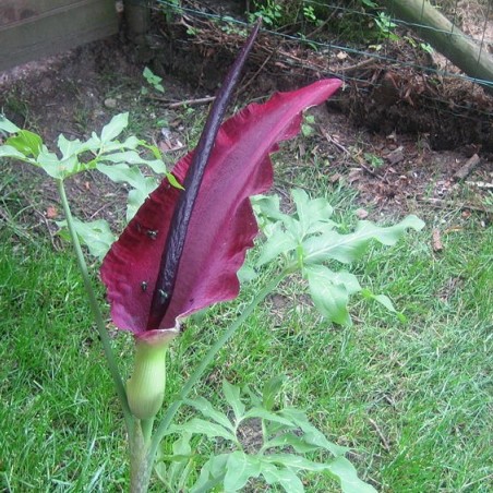 Dracunculus vulgaris (P.Pickaert, CC BY-SA 3.0; via Wikimedia Commons)