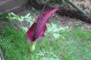 Dracunculus vulgaris (P.Pickaert, CC BY-SA 3.0; via Wikimedia Commons)