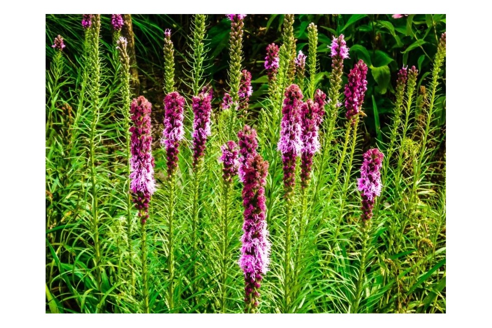 Dense blazing star - Liatris spicata