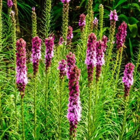 Dense blazing star - Liatris spicata