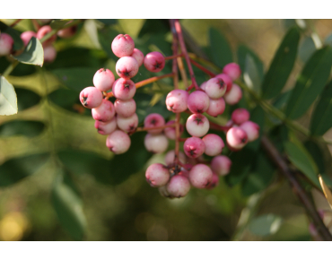 Hupeh Rowan - Sorbus Hupehensis