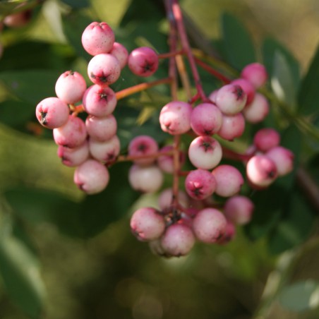 Chinese lijsterbes - Sorbus Hupehensis